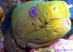 Curious Green Eel with battle scars at Two For You dive s... by Ricardo Guzman 